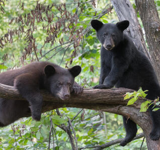Two real bears lounge on the branches of a leafy tree.