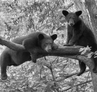 A greyscale photo of two bears sitting on a tree branch (the bears in trees bot icon).
